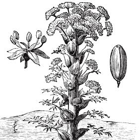 Galbanum