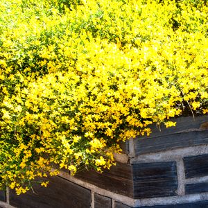 Genista
