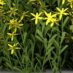 Genista