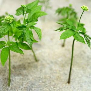 Ginseng