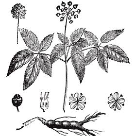 Ginseng