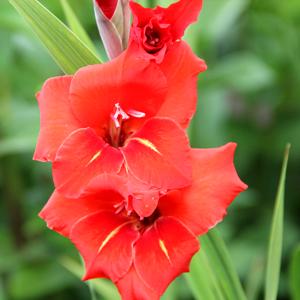 Gladiolus