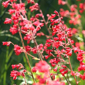 Heuchera (Coral Bells)