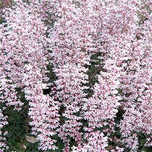 Heuchera (Coral Bells)