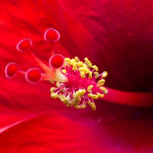 Hibiscus (Jamaica Flower)