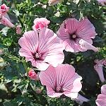 Hibiscus (Jamaica Flower)
