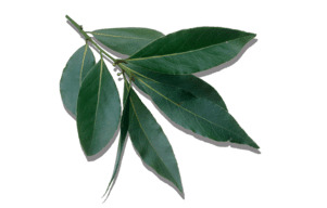 Hoja de laurel