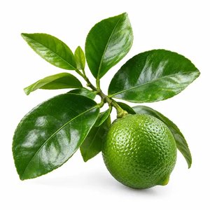 Limettenblätteröl
