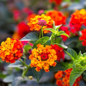 Lantana Leaves
