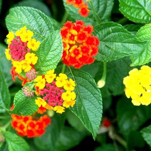 Lantana Leaves