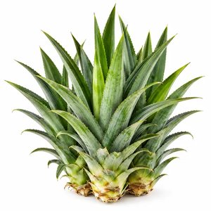 Pineapple Leaves