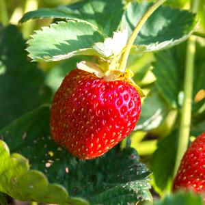 Hojas del fresal salvaje