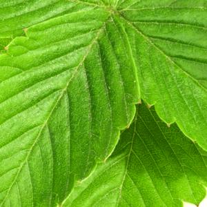 Hojas del fresal salvaje