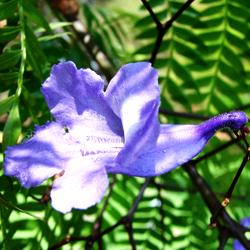 Jacaranda
