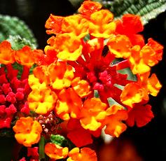 lantana