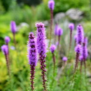 Liatris (liátride)