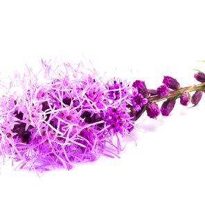 Liatris