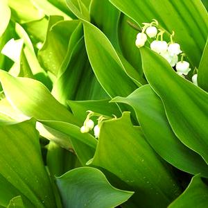 Lily of the Valley Leaves