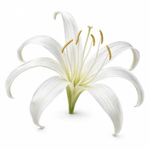 Crinum-Lilie