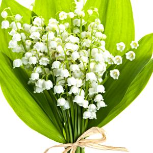 lirio de los valles (muguete)