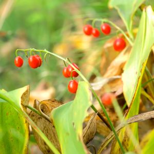 lirio de los valles (muguete)