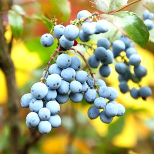 Mahonia