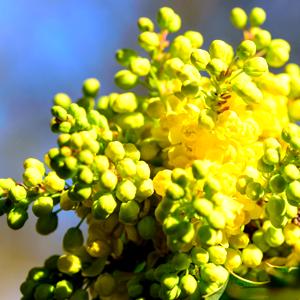 Mahonia