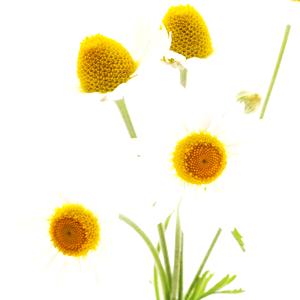 Chamomile