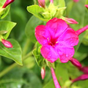 maravilla (Don Diego di notte)