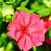 maravilla (Don Diego di notte)