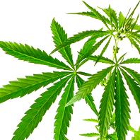 marijuana (cannabis)