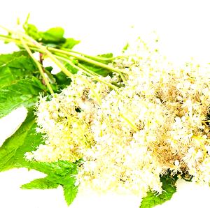 Meadowsweet