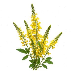 E-lectron (ἤλεκτρον) meliloto giallo