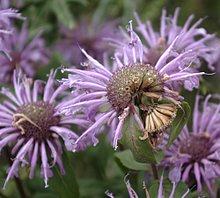 Monarda