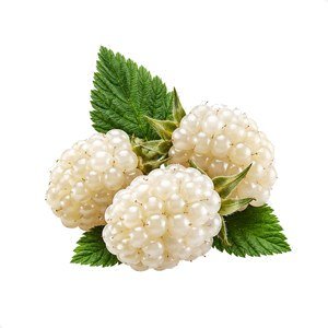 Moras blancas