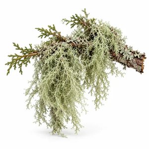Zedernmoos