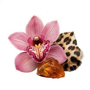 Pink Leopard Orchid