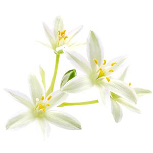 Star of Bethlehem