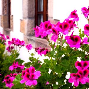 Pelargonio