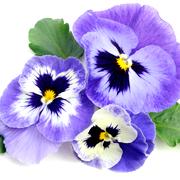 Pansy