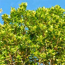 pimienta inglesa (pimienta de jamaica)