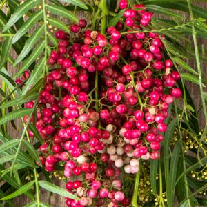 Pimienta rosa