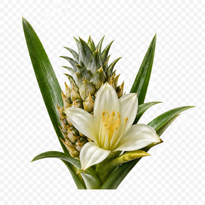 Pineapple flower