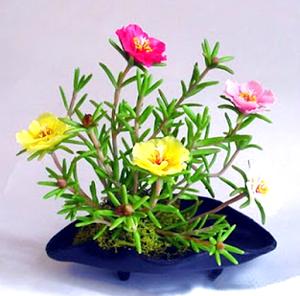 Portulaca
