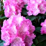 Rhododendron