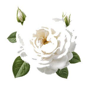 rosa giapponese (rosa rugosa)