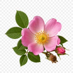 Wild Rose