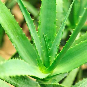 aloe