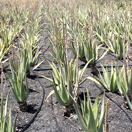 aloe