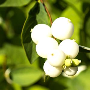 Snowberry